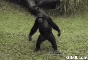 Gif avec les tags : Singe,bonobo,chimpanzé,chinge,mendiant