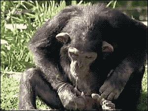 Gif avec les tags : Singe,bonobo,chinge,pipi,soif