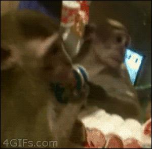 Gif avec les tags : Singe,chinge