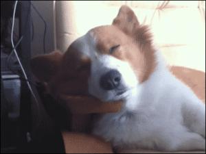 Gif avec les tags : chien,ptsd