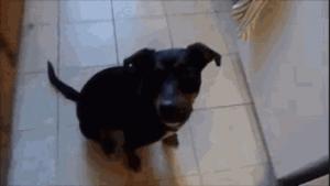 Gif avec les tags : chien,cuisine,four