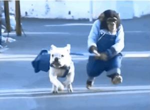 Gif avec les tags : Singe,chien