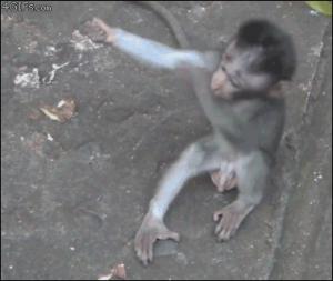 Gif avec les tags : amis,singes