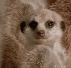 Gif avec les tags : suricate,tombe