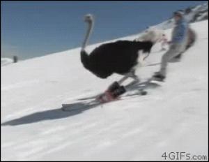 Gif avec les tags : autruche,ski