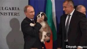 Gif avec les tags : Donkey,Poutine