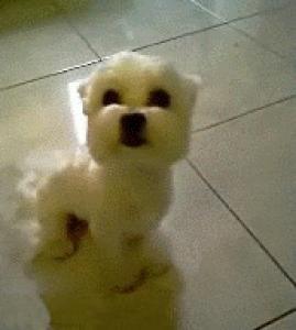 Gif avec les tags : chien,chiot