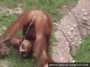 Gif avec les tags : Singe,orang-outan,pipi