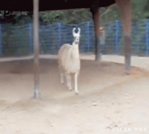 Gif avec les tags : lama,mépris