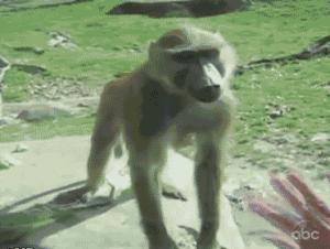 Gif avec les tags : Singe