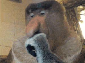 Gif avec les tags : Singe,bonobo,chinge,mange,nasique,regard,surveille