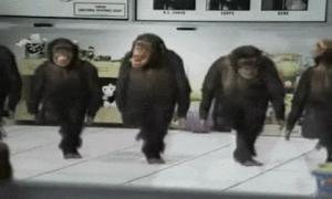 Gif avec les tags : Singe,danse