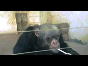 Gif avec les tags : bonobo,cigarette,cloppe,fume