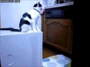 Gif avec les tags : cats,chats